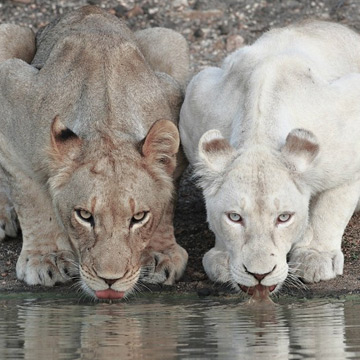 Top 35+ imagen leones blancos salvajes